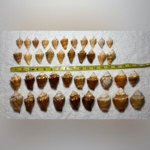 40 Florida Fighting Conch Shells.  Wide variety of shapes & sizes. Crafting!!!